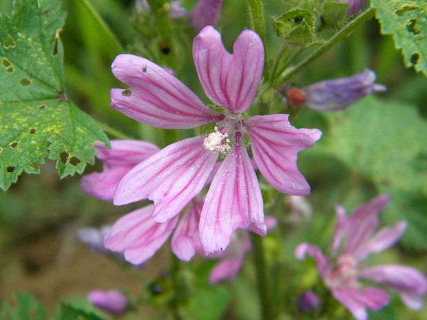 slez lesný Malva sylvestris L.