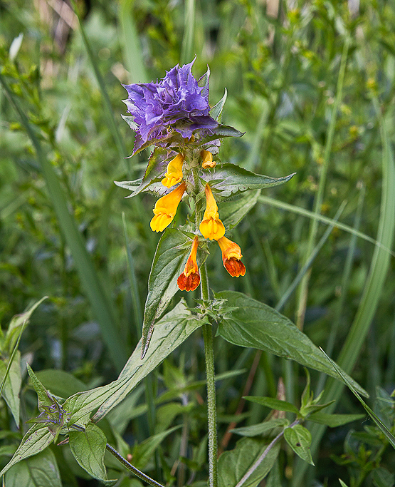 čermeľ hájny Melampyrum nemorosum L.