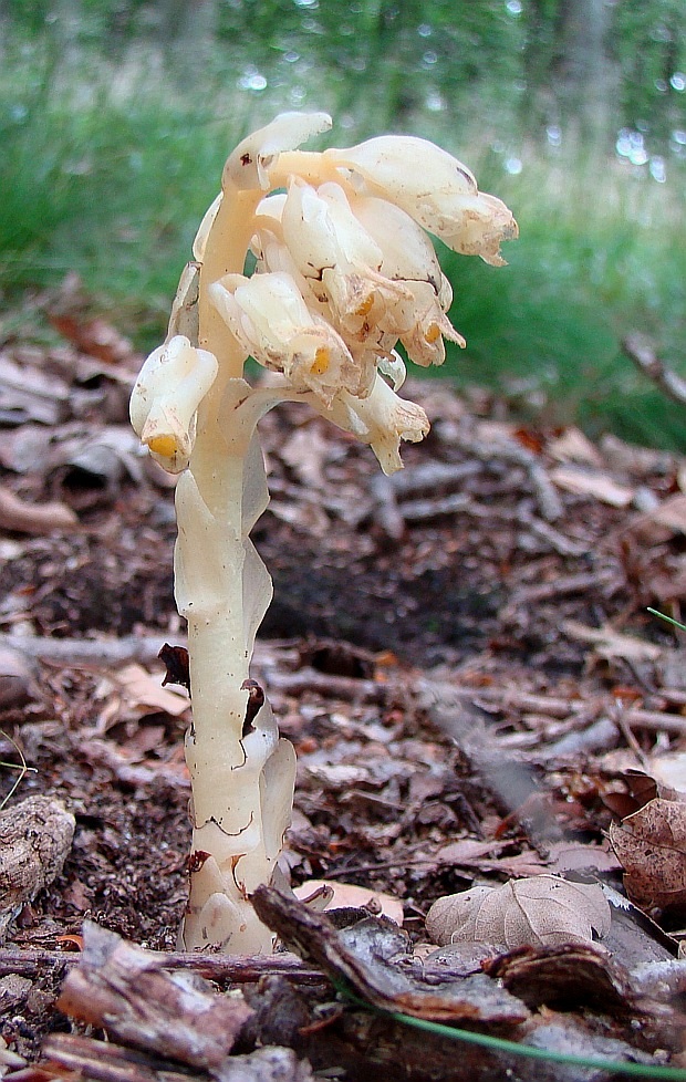 hniliak smrekový Monotropa hypopitys L.