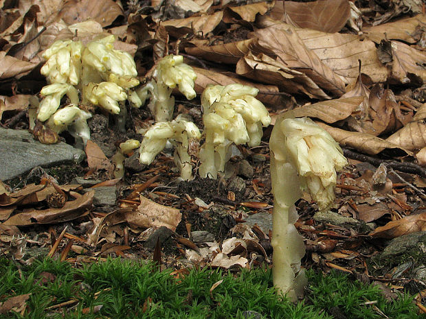 hniliak smrekový Monotropa hypopitys L.