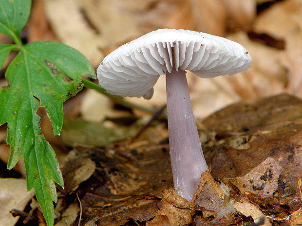 prilbička reďkovková Mycena pura (Pers.) P. Kumm.