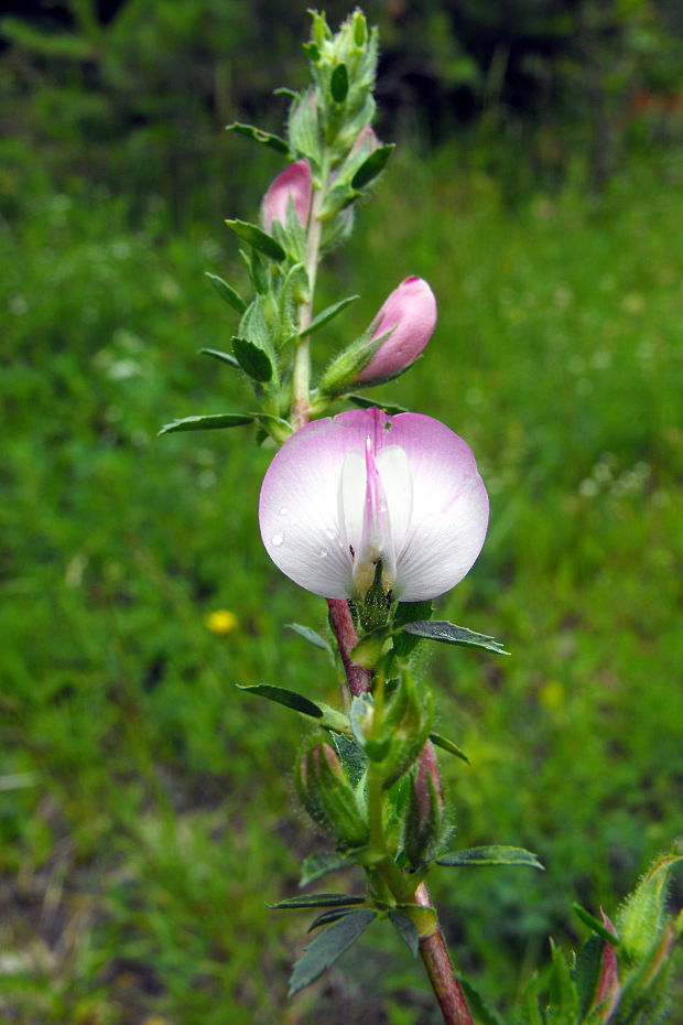 ihlica tŕnitá Ononis spinosa L.