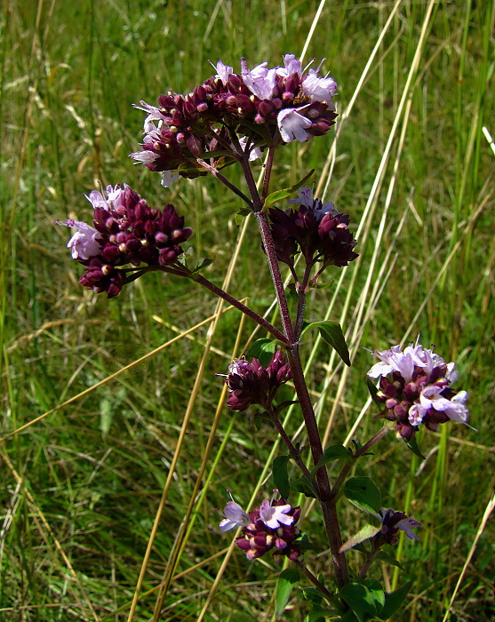 pamajorán obyčajný Origanum vulgare L.