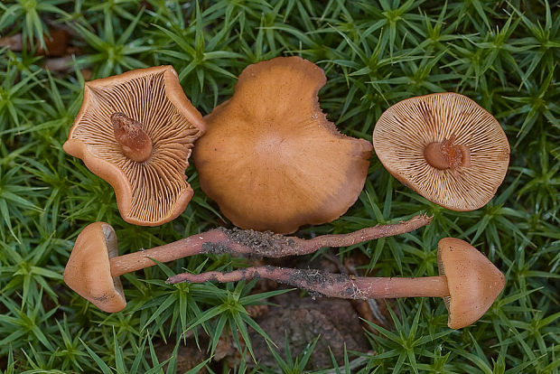 koreňovica Phaeocollybia sp.