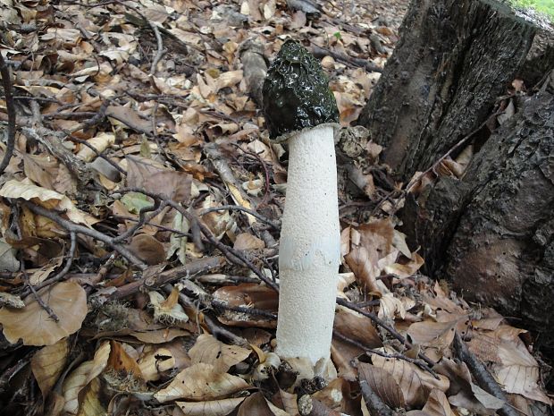 hadovka smradľavá Phallus impudicus L.