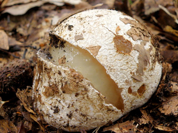 hadovka smradľavá Phallus impudicus L.