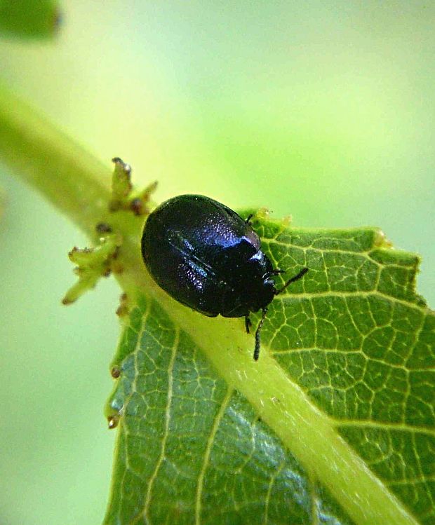 mandelinka okrouhlá Plagiodera versicolora