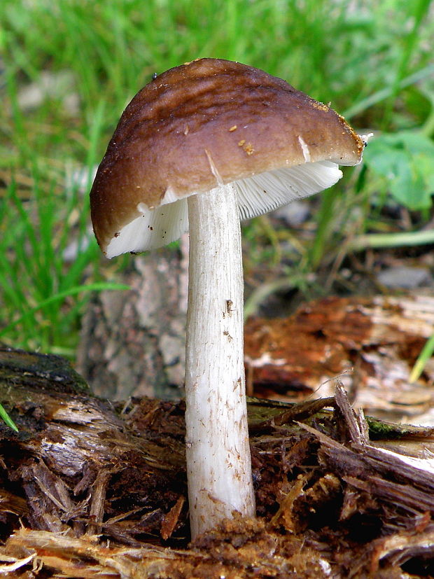 štítovka jelenia Pluteus cervinus (Schaeff.) P. Kumm.