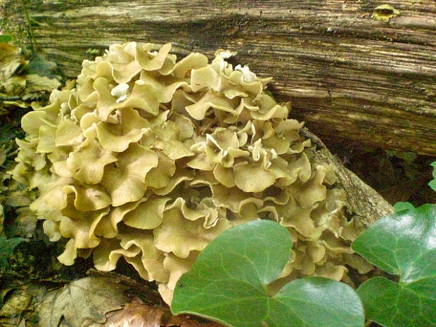 trúdnik klobúčkatý Polyporus umbellatus (Pers.) Fr.