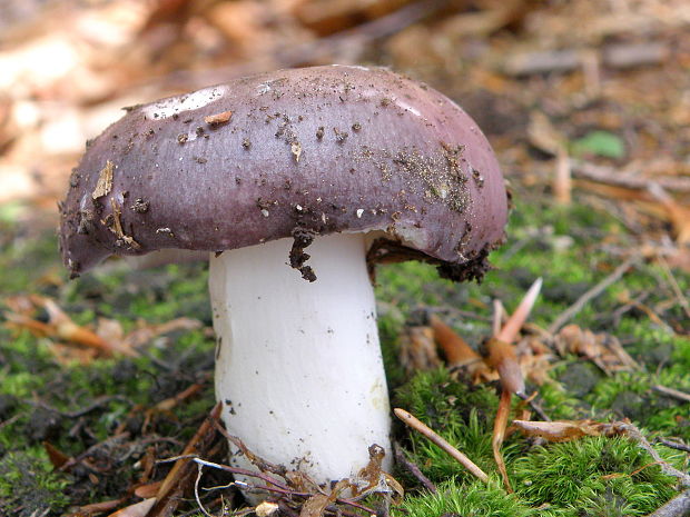 plávka Russula sp.