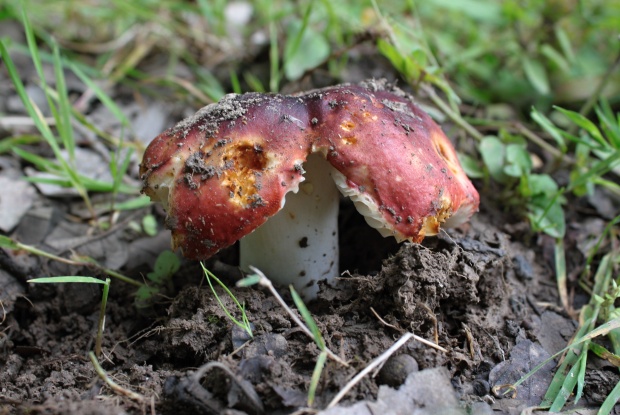 plávka Russula sp.