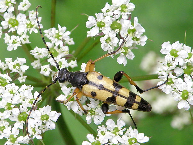 fuzáč škvrnitý Rutpela maculata