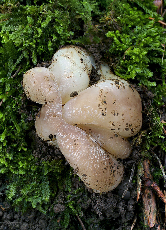 tulipánovka fialová Sarcosphaera coronaria (Jacq.) J. Schröt.