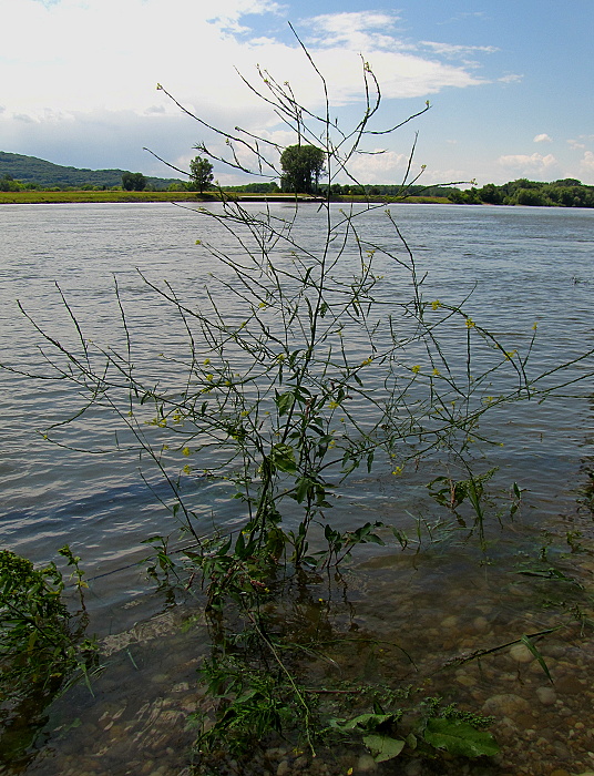 huľavník lekársky Sisymbrium officinale (L.) Scop.