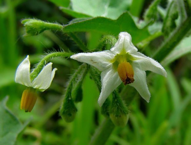 ľuľok čierny Solanum nigrum L.