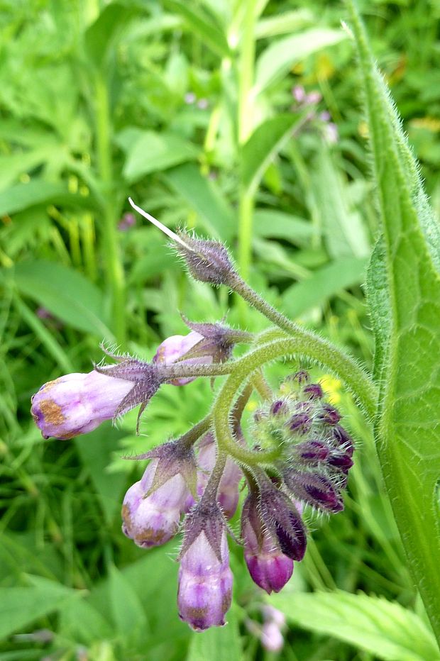 kostihoj lekársky Symphytum officinale L.