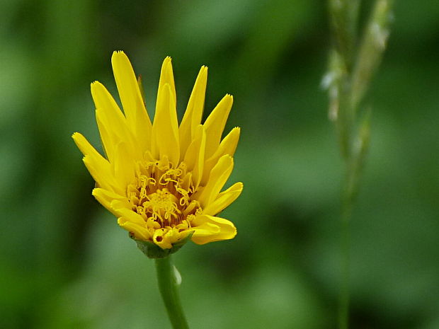 kozobrada lúčna Tragopogon pratensis L.