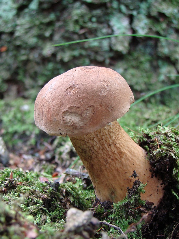 podhríb žlčový Tylopilus felleus (Bull.) P. Karst.