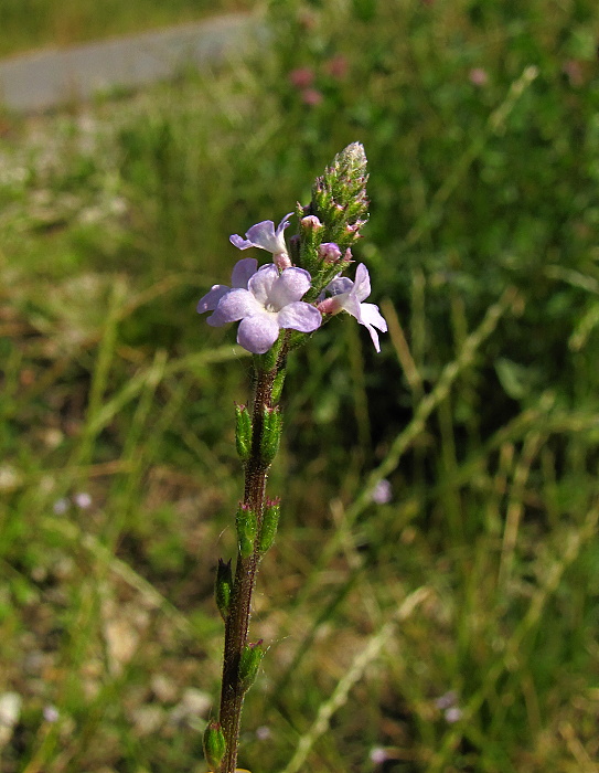 železník lekársky Verbena officinalis L.