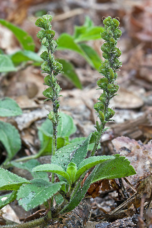 veronika lekárska Veronica officinalis L.