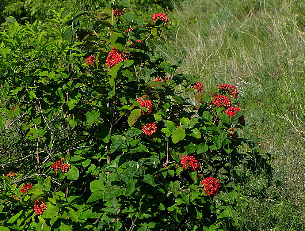 kalina siripútková Viburnum lantana L.