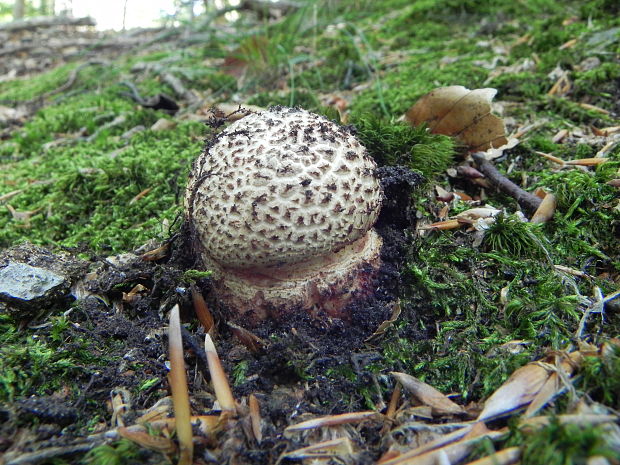 muchotrávka červenkastá Amanita rubescens Pers.