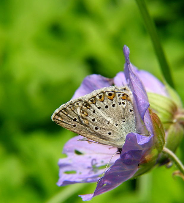 modráčik bielopásy Aricia eumedon