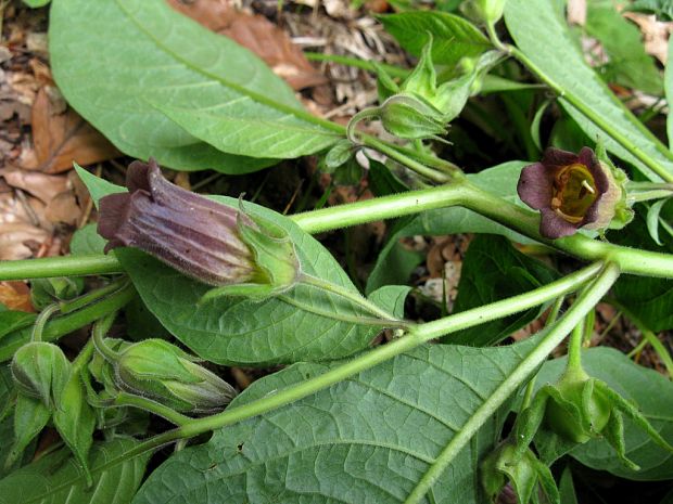 ľuľkovec zlomocný Atropa belladonna L.