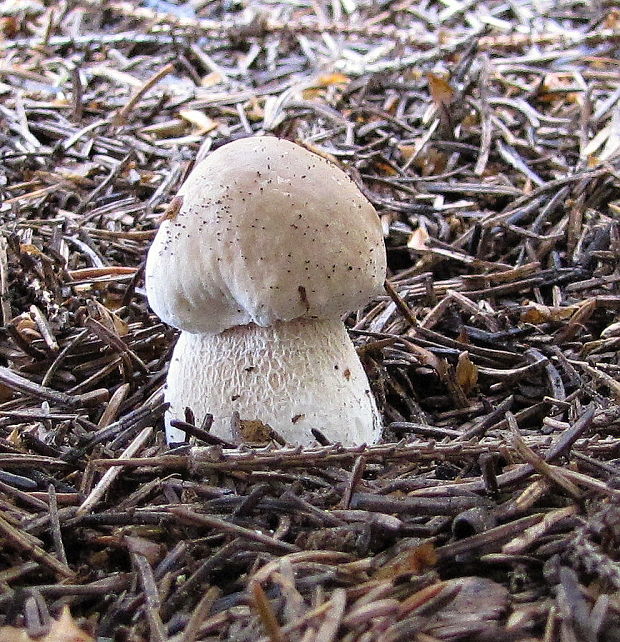 hríb smrekový Boletus edulis Bull.