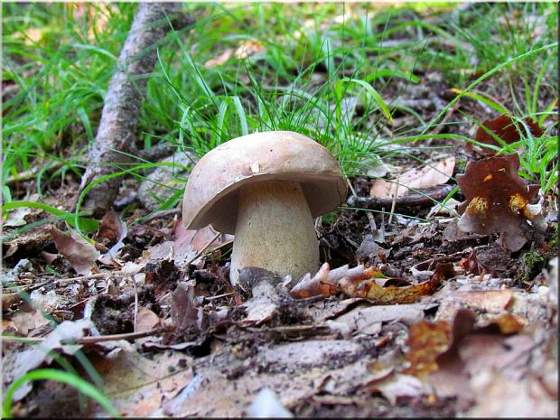 hríb dubový Boletus reticulatus Schaeff.