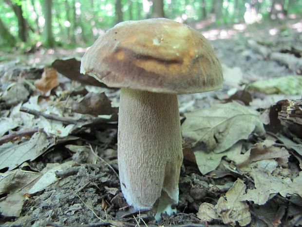 hríb dubový Boletus reticulatus Schaeff.