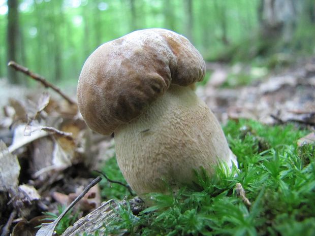 hríb dubový Boletus reticulatus Schaeff.