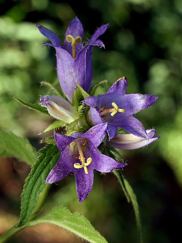 zvonček pŕhľavolistý Campanula trachelium L.