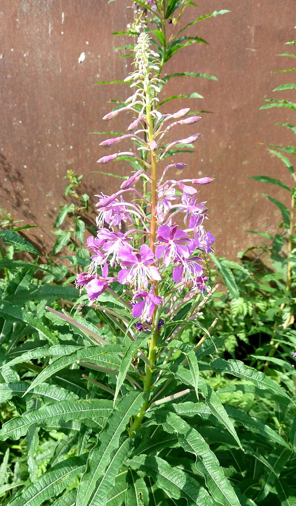 kyprina úzkolistá Chamerion angustifolium (L.) Holub