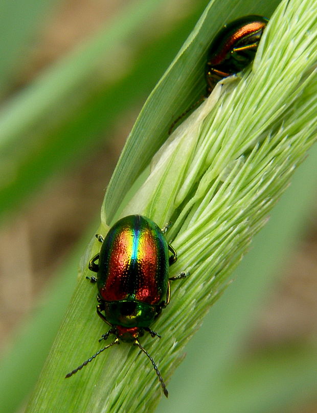 liskavka dúhová Chrysolina fastuosa