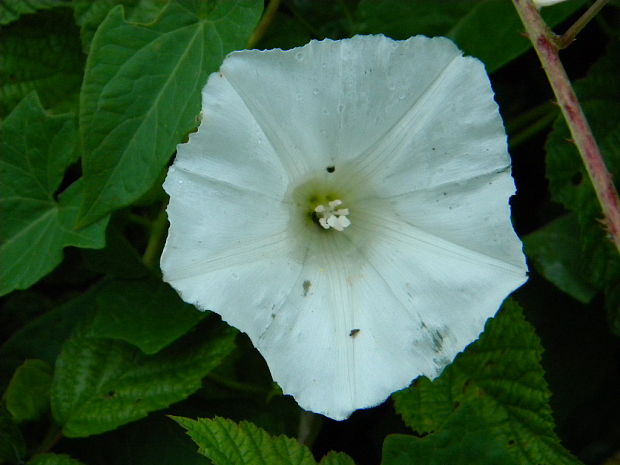 pupenec Convolvulus lanuginosus  Desr.