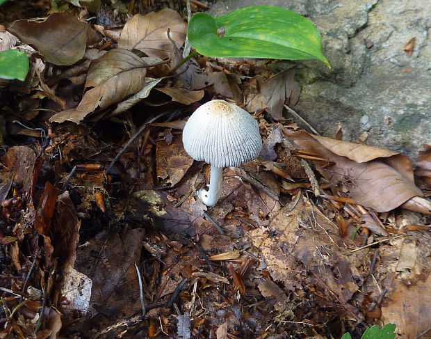 hnojník Coprinopsis sp.