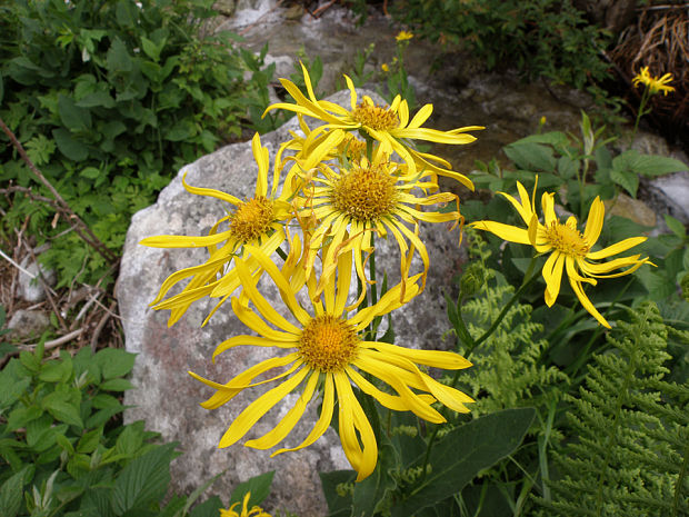 kamzičník rakúsky Doronicum austriacum Jacq.