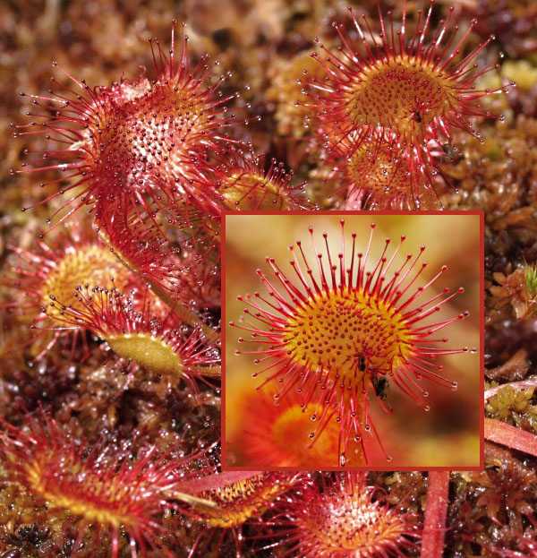 rosička okrúhlolistá Drosera rotundifolia L.