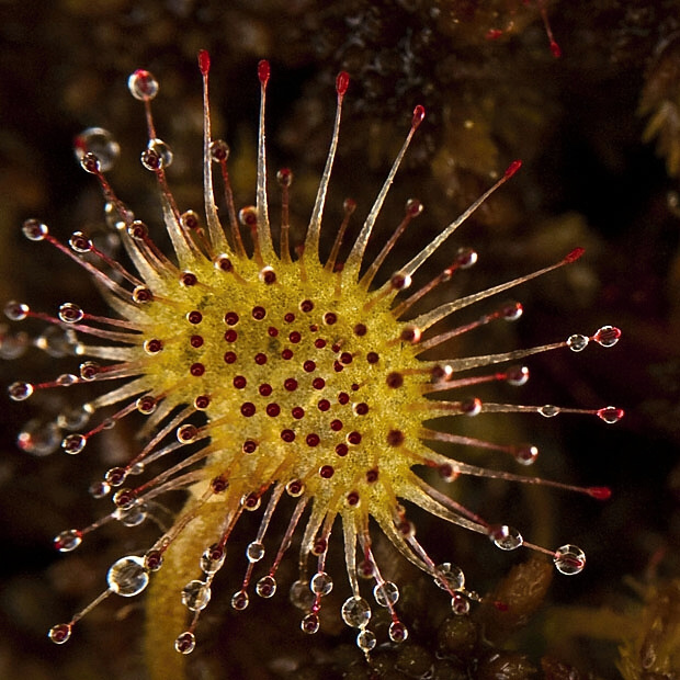 rosička okrúhlolistá Drosera rotundifolia L.