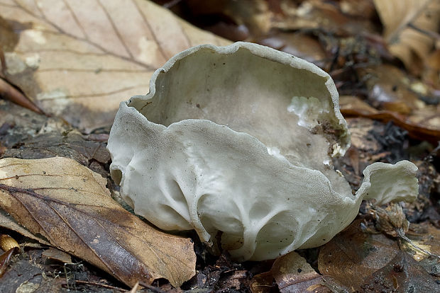 chriapač kalíškovitý Helvella cf. acetabulum (L.) Quél.