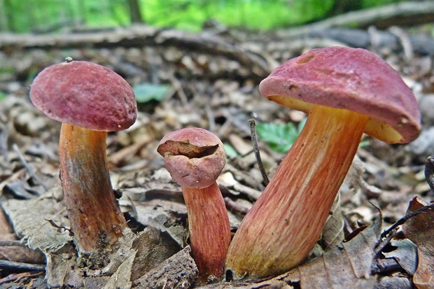 suchohríb karmínový Hortiboletus rubellus (Krombh.) Simonini, Vizzini & Gelardi