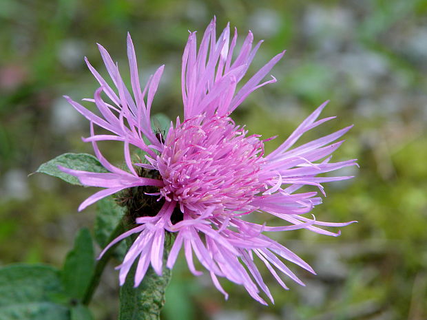 nevädzovec veľkokvetý Jacea oxylepis (Wimm. et Grab.) Hayek