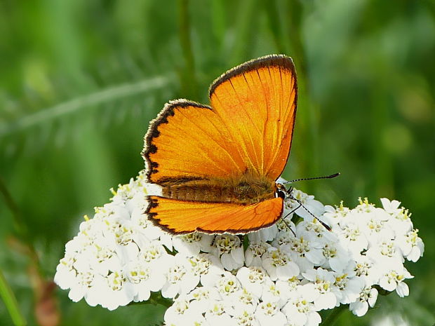 ohniváčik zlatobyľový Lycaena virgaereae