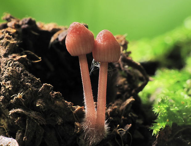 prilbička Mycena sp.