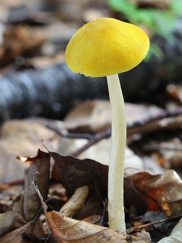 štítovka žltá Pluteus leoninus (Schaeff.) P. Kumm.