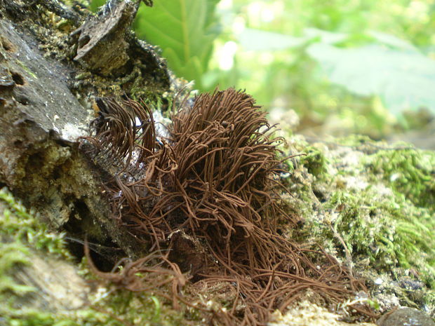 pazderka Stemonitis sp.