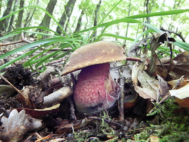 hríb zrnitohlúbikový Sutorius luridiformis (Rostk.) G. Wu & Zhu L. Yang