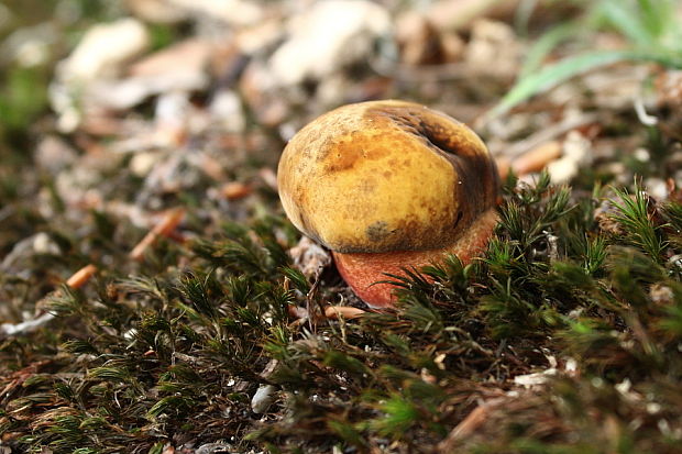 hríb zrnitohlúbikový Sutorius luridiformis (Rostk.) G. Wu & Zhu L. Yang