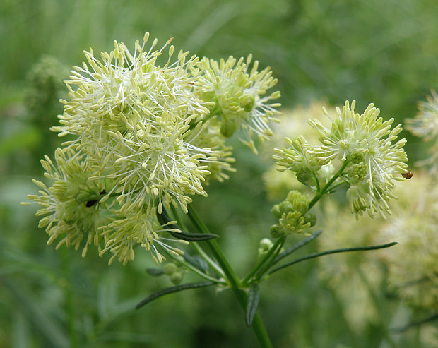 žltuška lesklá Thalictrum lucidum L.